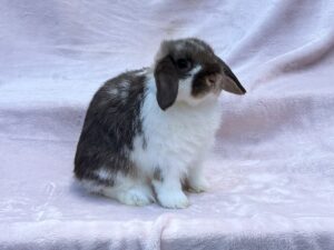 OOY2- Broken Chocolate Otter Holland Lop Buck