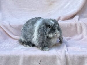 RJPC1– Magpie Mini Lop Doe