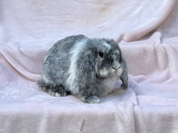 RJPC1– Magpie Mini Lop Doe