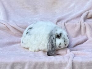 RJPC2– Broken Magpie Mini Lop Doe