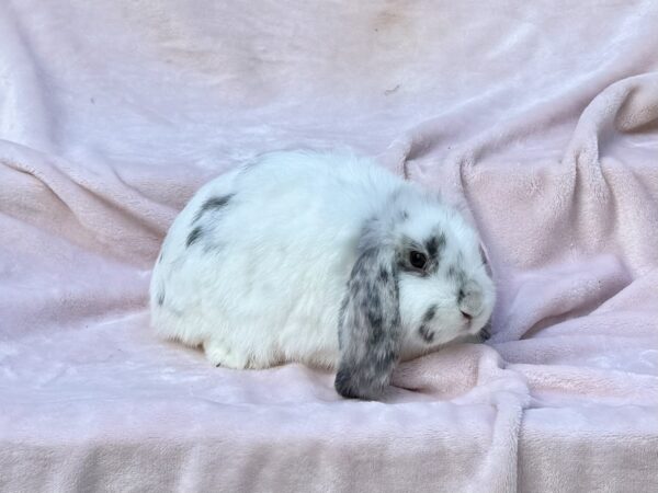 RJPC2– Broken Magpie Mini Lop Doe