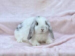 RJPC3– Broken Magpie Mini Lop Buck