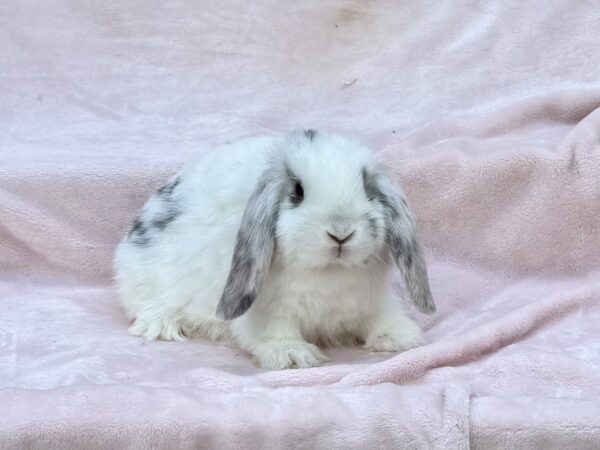 RJPC3– Broken Magpie Mini Lop Buck