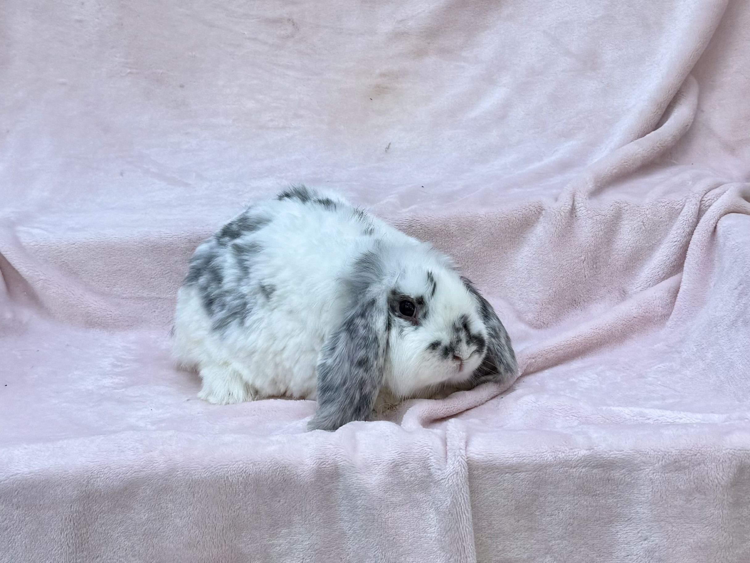 RJPC4–Broken Magpie Mini Lop Buck