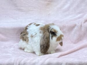 RJPC5– Tricolor Mini Lop Buck