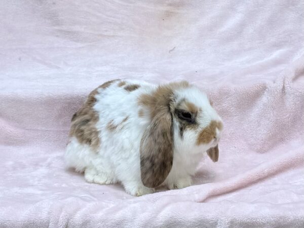 RJPC5– Tricolor Mini Lop Buck