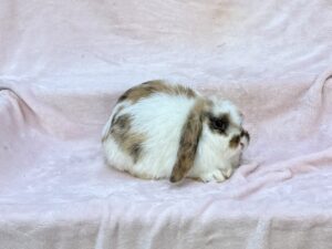 DAC1- Tricolor Mini Lop Buck