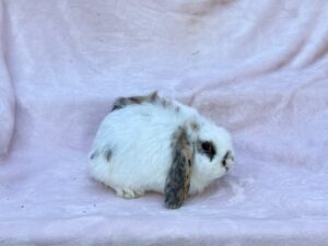 DAC2– Tricolor Mini Lop Doe