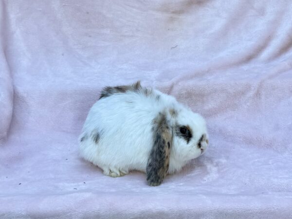 DAC2– Tricolor Mini Lop Doe
