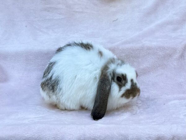 DAC3– Broken Chestnut Mini Lop Buck