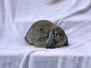 DAC4– Chestnut Mini Lop Doe