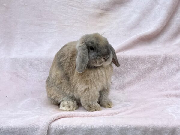 TB1- Blue Harlequin Holland Lop Buck