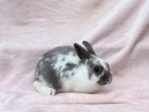GT2–Broken Lilac Polish Buck