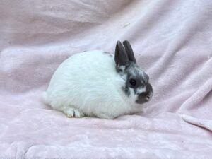 B1N2– Broken Lilac Polish Buck