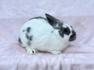 B2N1– Broken Lilac Polish Buck