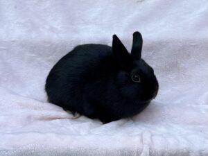 B2N3– Black Polish Doe