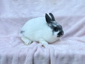B2N2–Broken Blue Polish Buck