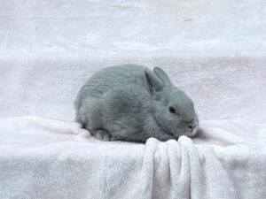 B3N1– Lilac Polish Buck