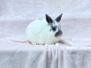 B3N3– Broken Lilac Polish Doe