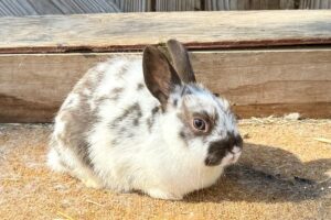 Broken Chocolate Polish Buck