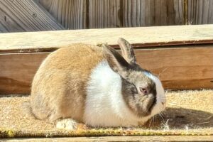 DT1– Tort Dutch Buck