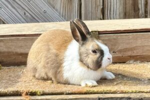 DT2–  Tort Dutch Buck