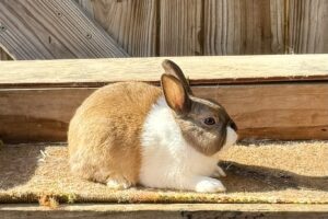 DT3– Tort Dutch Buck