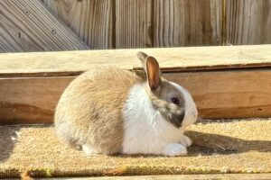 DT5– Tort Dutch Buck