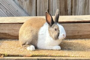 DL1– Tort Dutch Buck