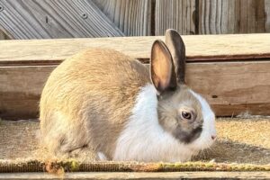 DL2– Tort Dutch Buck