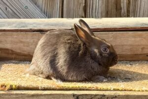 Chocolate Polish Buck