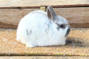 Broken Lilac Polish Buck