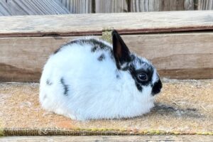 Broken Black Polish Buck