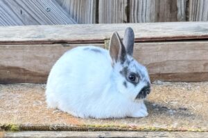 Broken Blue Otter Polish Doe