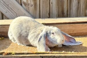 Blue/Fawn Harlequin English Lop Buck