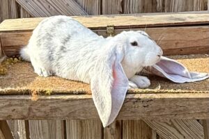 Magpie English Lop Buck