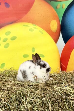 CT2- Broken Chocolate Otter Polish Doe