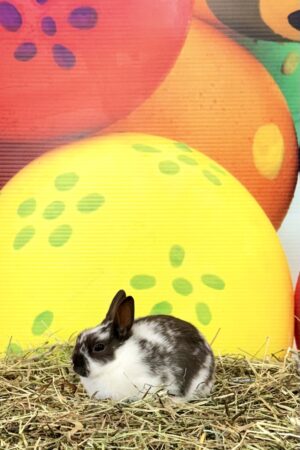 CZ1– Broken Chocolate Polish Buck