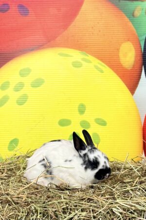 CZ2– Broken Black Polish Doe