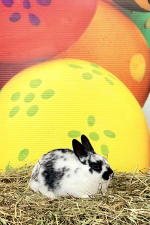 CZ3–  Broken Black Polish Doe