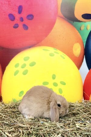 FS1– Cream Mini Lop Doe