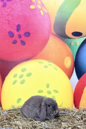 FS5– Blue Steel Mini Lop Buck