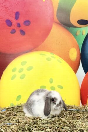 FS6– Broken Blue Steel Mini Lop Buck