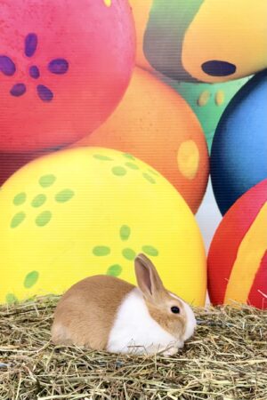 RP1– Golden Yellow Dutch Buck