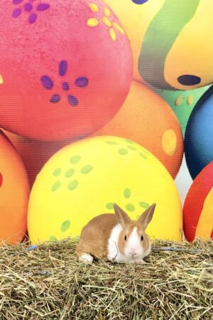 RP3–Golden Yellow Dutch Buck