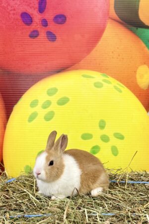 RP4–Golden Yellow Dutch Buck