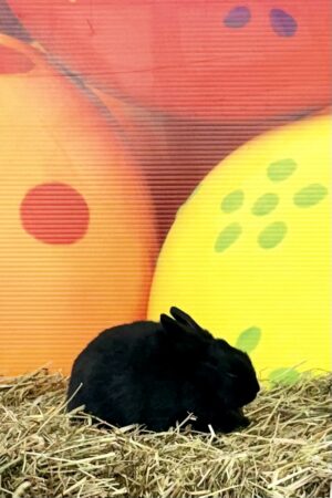 SM3– Black Polish Doe