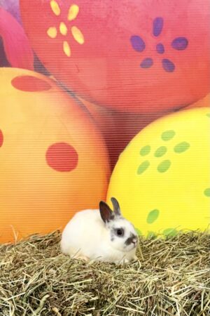 SM4– Broken Lilac Polish Buck