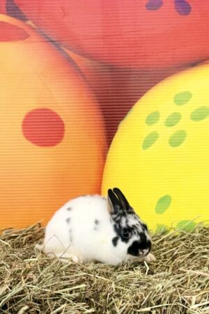 SM5– Broken Black Otter Polish Doe