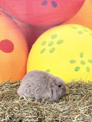 IC2– Smoke Pearl Mini Lop Buck